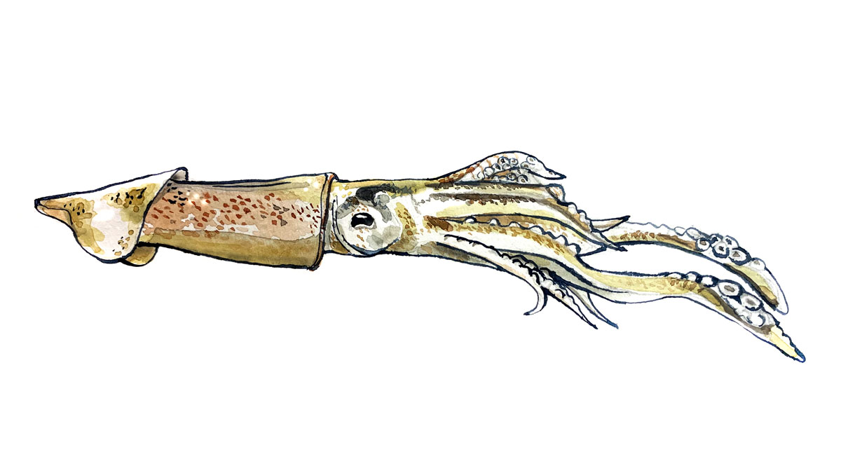 Tintenfisch