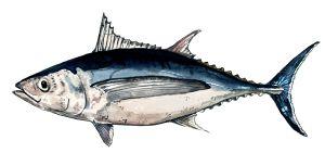 Thunfisch weiß