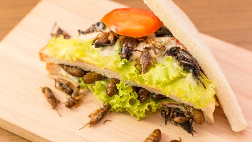 Essen aus Insekten