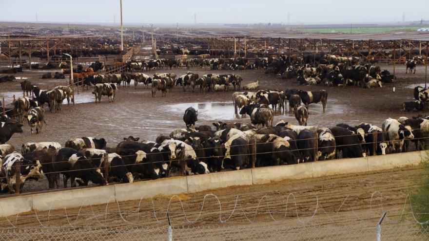 Zahlreiche Rinder stehen auf einem Feedlot im Matsch