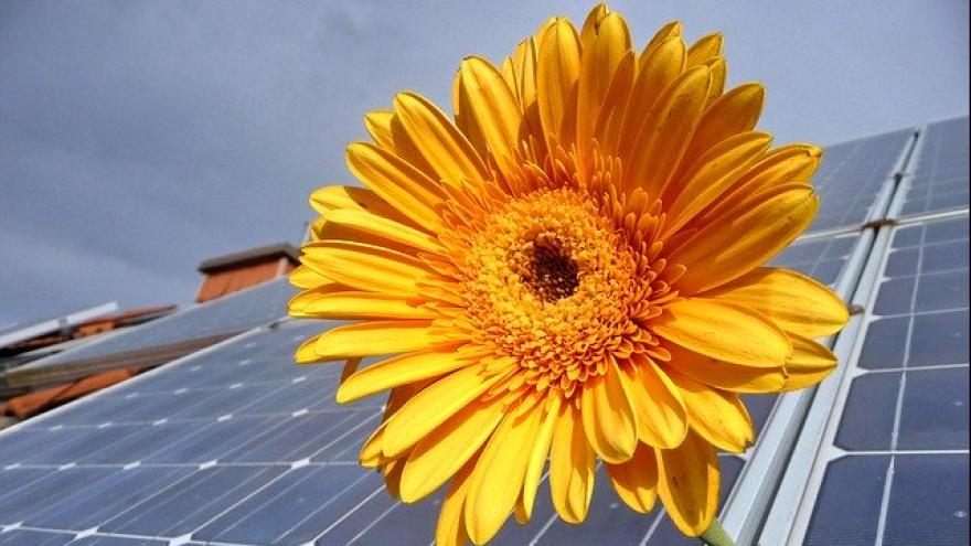 Sonnenblume und Solarmodul