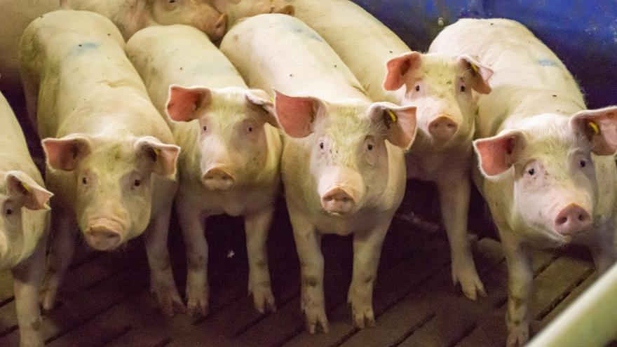 Mastschweine
