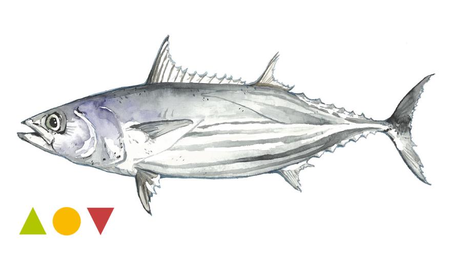 Thunfisch: Echter Bonito, Skipjack