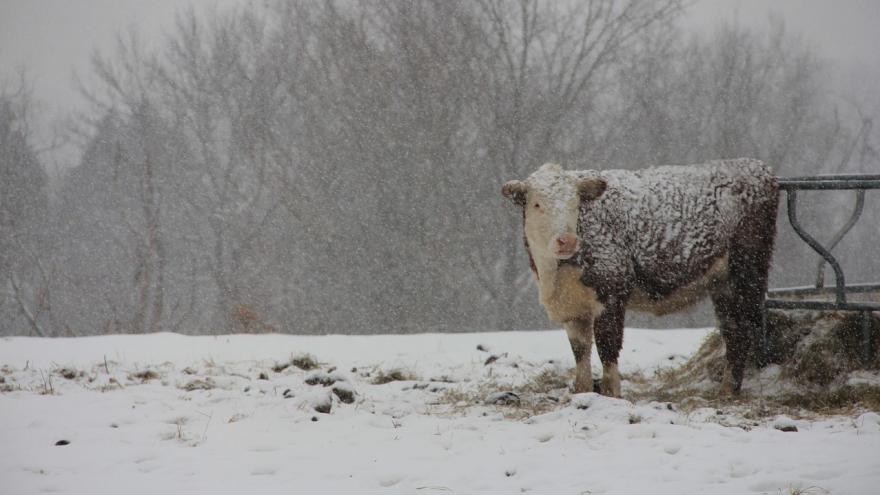 Weiderind im Schnee