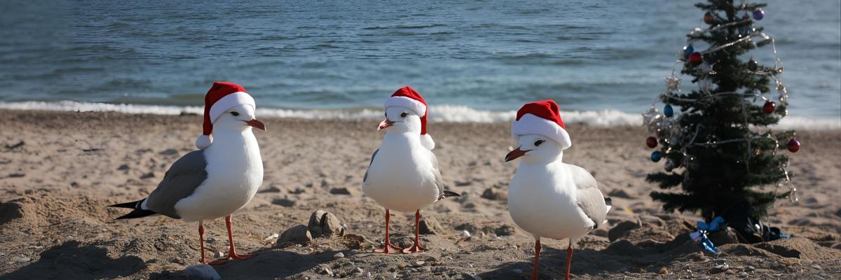 Strand, 3 Möwen mit Weihnachtsmütze und einen geschmückten Tannenbaum